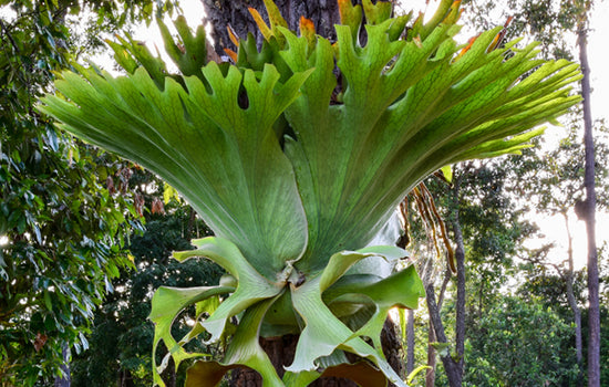 Platycerium superbum - 'Staghorn'