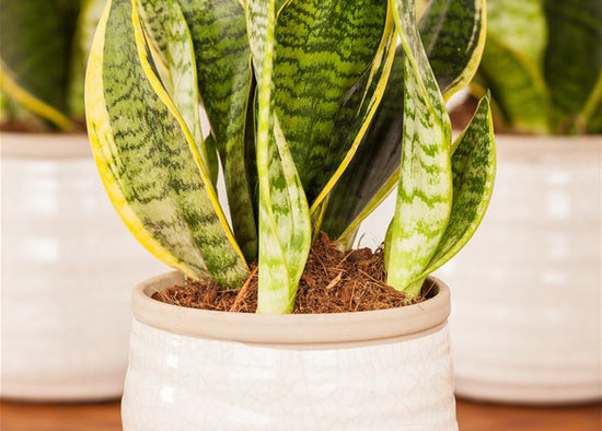 Sansevieria trifasciata - 'Superba'