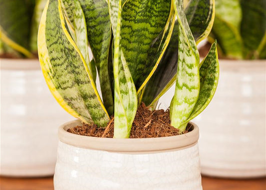 Sansevieria trifasciata - 'Superba'