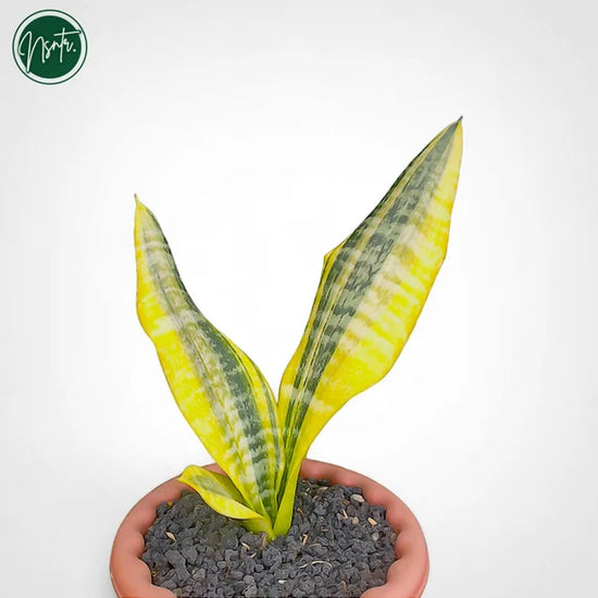 Sansevieria trifasciata - 'Superba'
