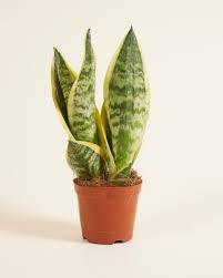 Sansevieria trifasciata - 'Superba'