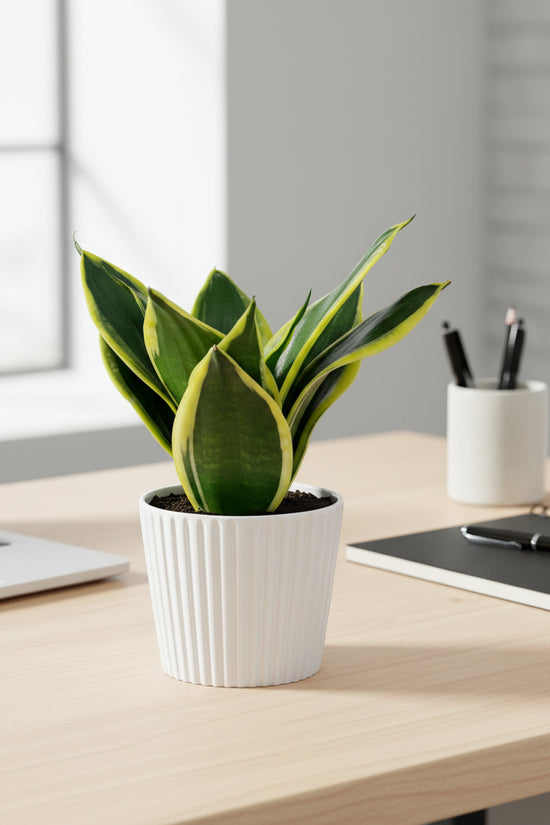 Sansevieriatrifasciata Lotus Hahnii