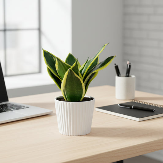 Sansevieriatrifasciata Lotus Hahnii