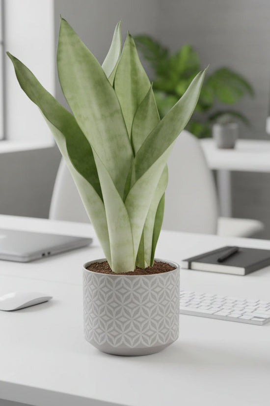 Sansevieriatrifasciata Moonshine Silver Snake