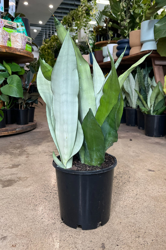Sansevieria trifasciata - 'Moonshine'
