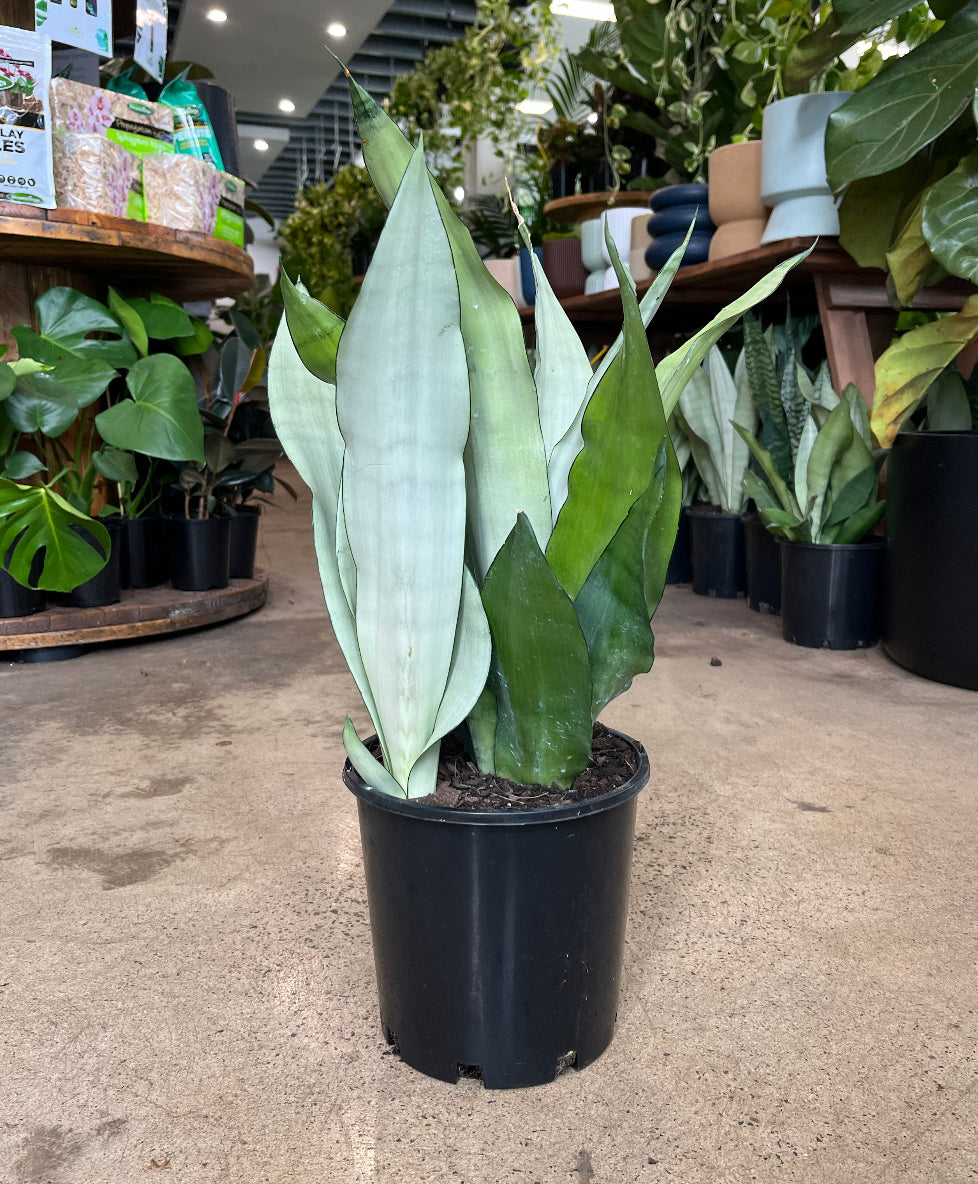 Sansevieria trifasciata - 'Moonshine'