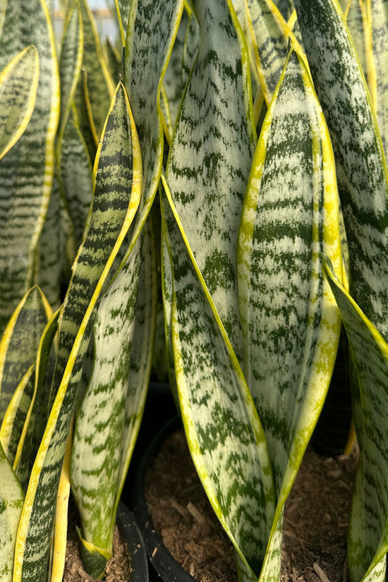 Close-up of snake plants with yellow and green stripes in a greenhouse setting.