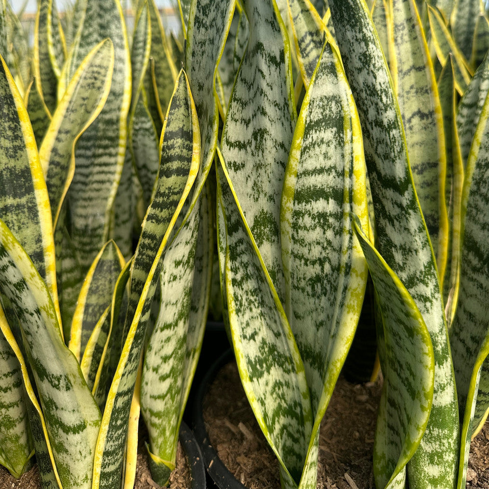 Close-up of snake plants with yellow and green stripes in a greenhouse setting.