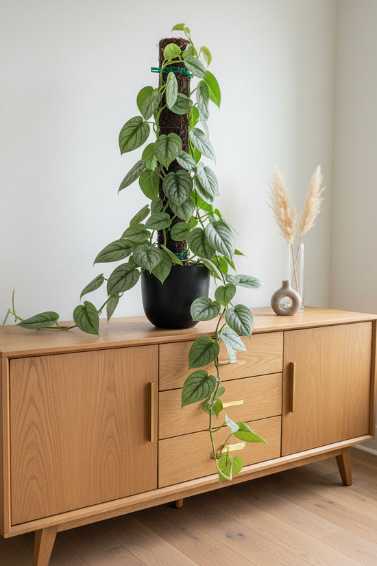 Scindapsus Silver Hero