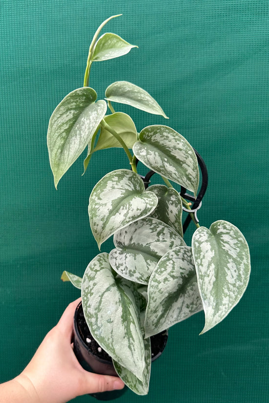 Scindapsus pictus - 'Satin Pothos'