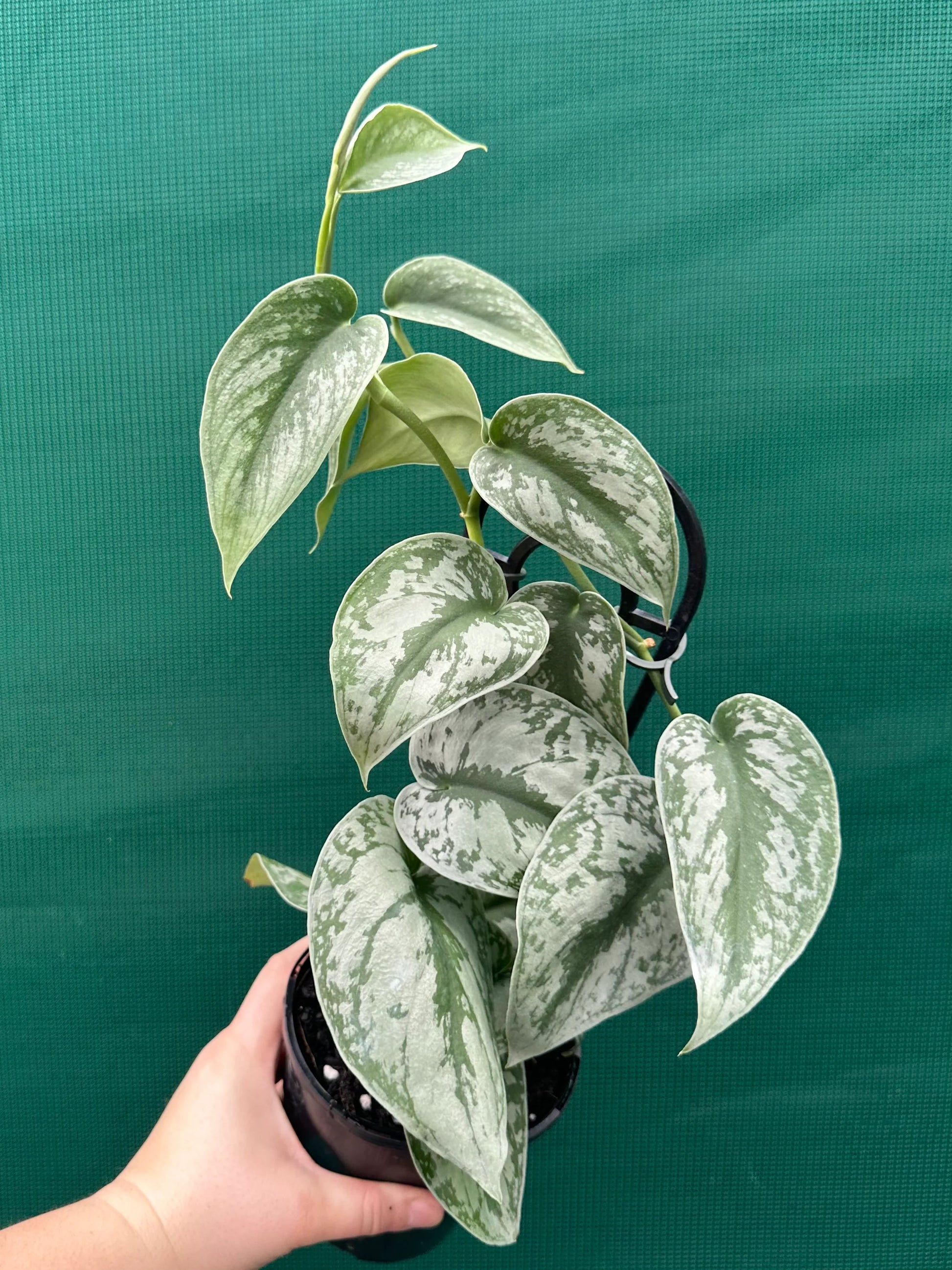 Scindapsus pictus - 'Satin Pothos'