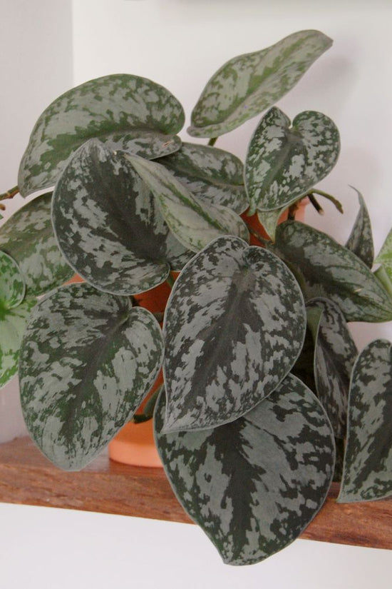 Scindapsus pictus - 'Satin Pothos'