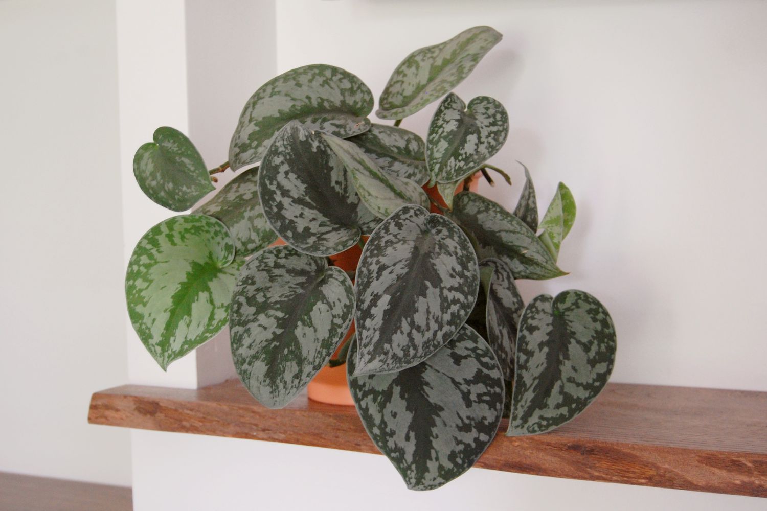 Scindapsus pictus - 'Satin Pothos'