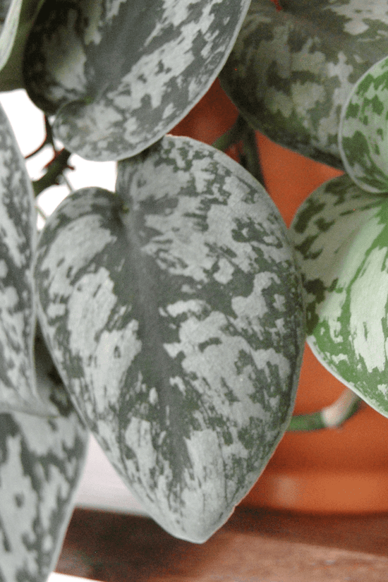 Scindapsus pictus - 'Satin Pothos'