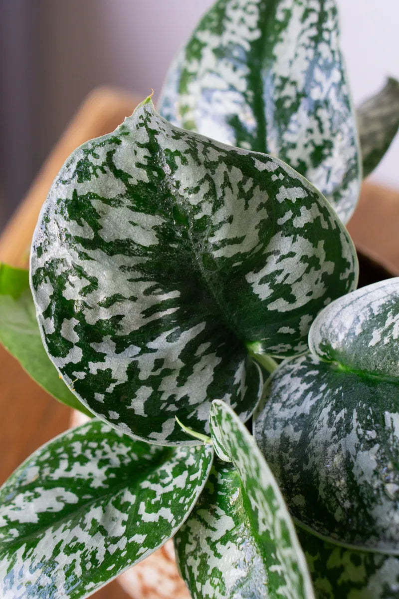 Scindapsus pictus - 'Satin Pothos'