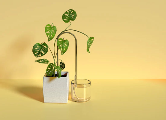 Self-Watering Plant Climber