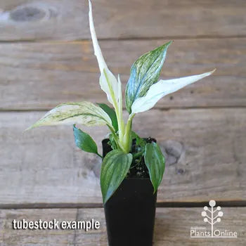 Spathiphyllum - 'Peace Lily Stephanie'