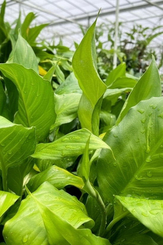 Close-up of green leaves with water droplets on a blurred natural background
