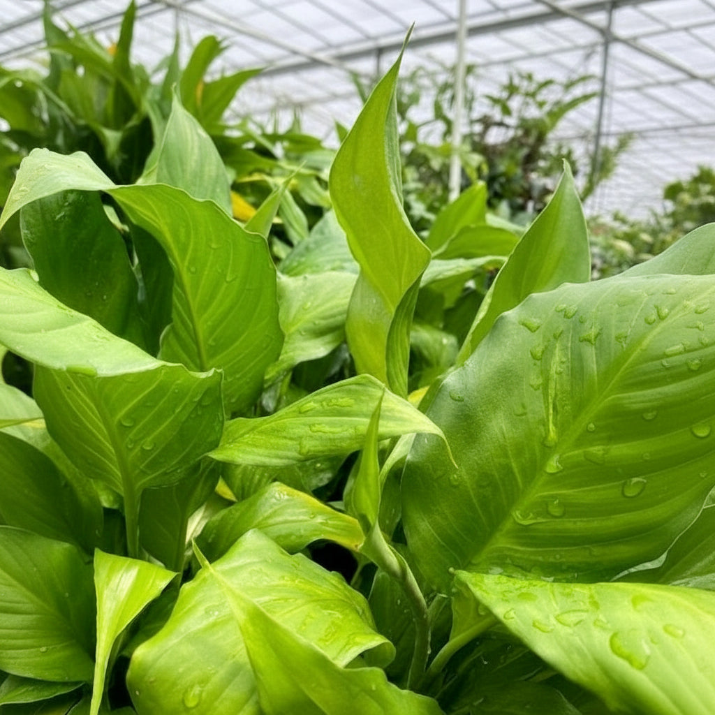 Close-up of green leaves with water droplets on a blurred natural background