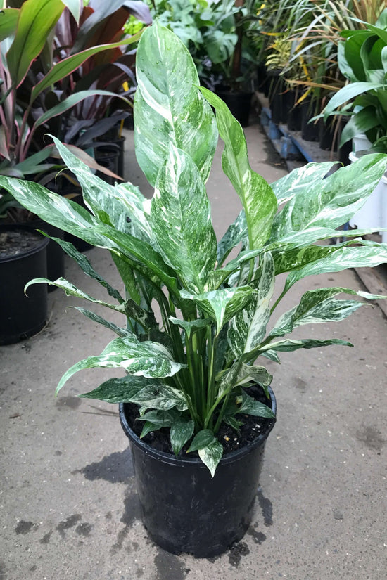 Spathiphyllum wallisii - 'Domino'