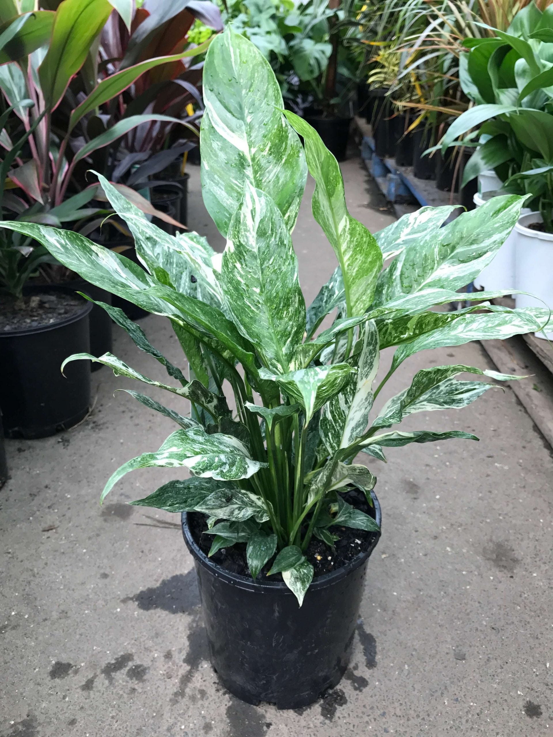 Spathiphyllum wallisii - 'Domino'