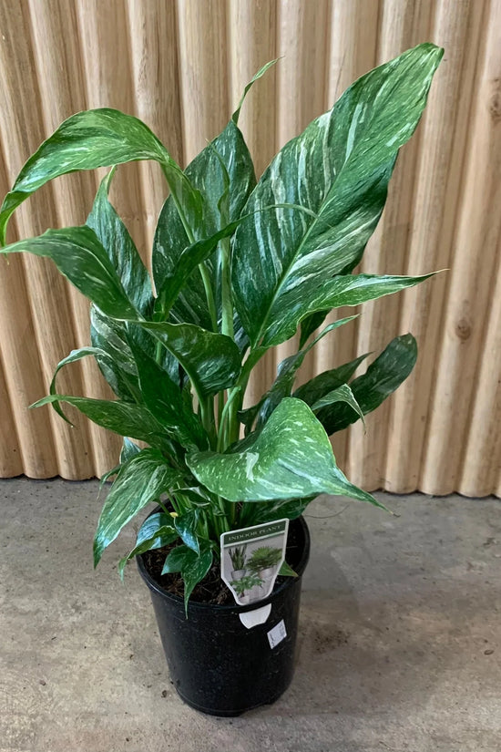 Spathiphyllum wallisii - 'Domino'