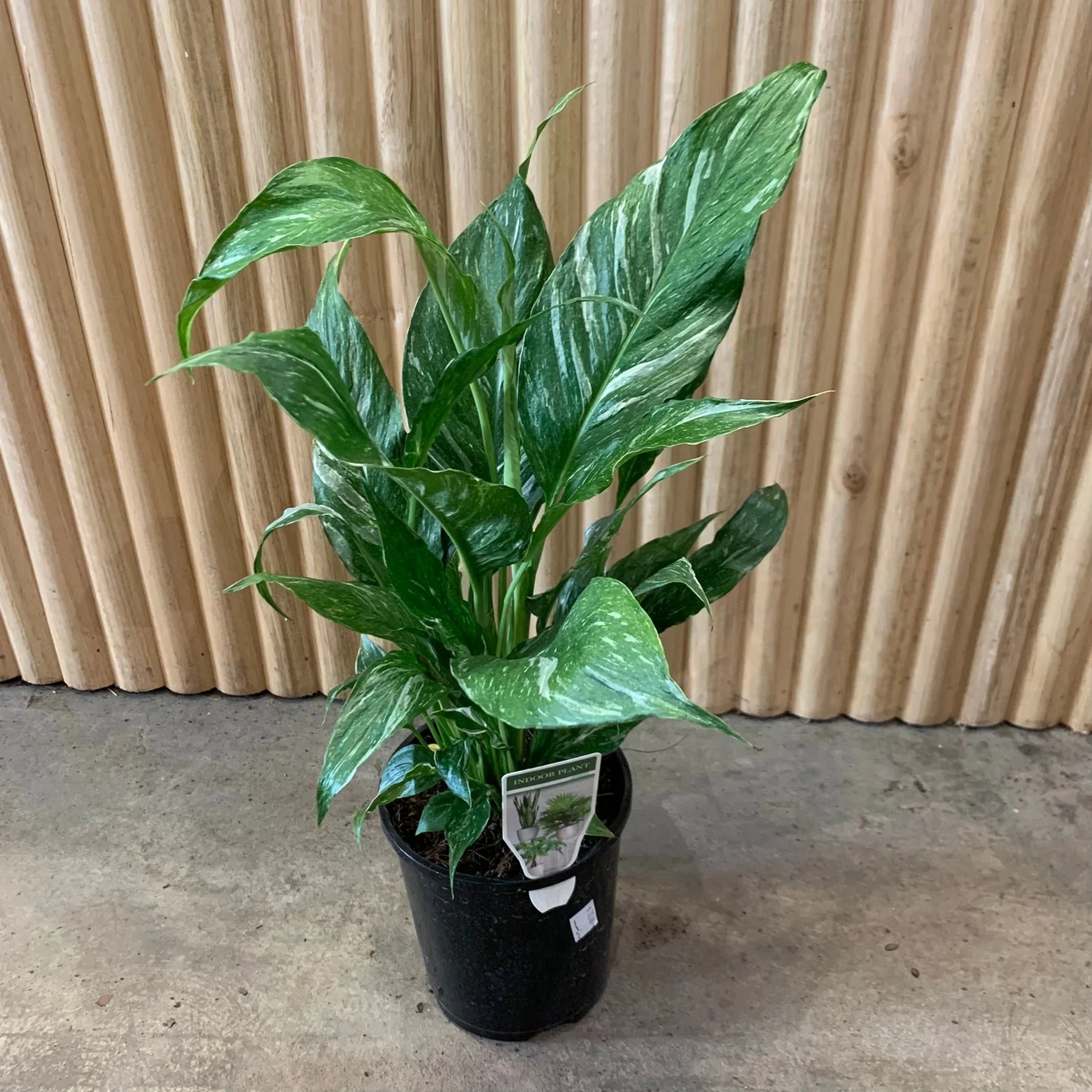 Spathiphyllum wallisii - 'Domino'