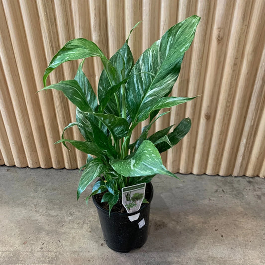 Spathiphyllum wallisii - 'Domino'
