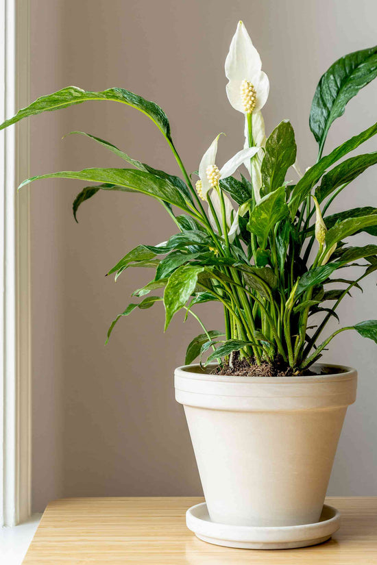 Spathiphyllum wallisii - 'Domino'