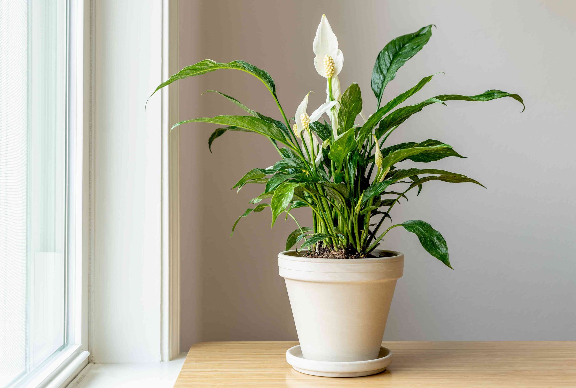 Spathiphyllum wallisii - 'Domino'