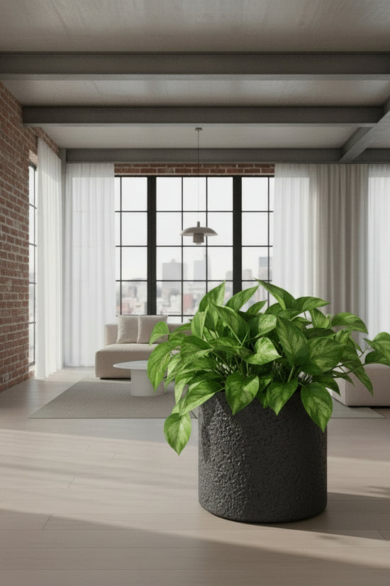 Spathiphyllum wallisii-Sweet Romano in a modern apartment