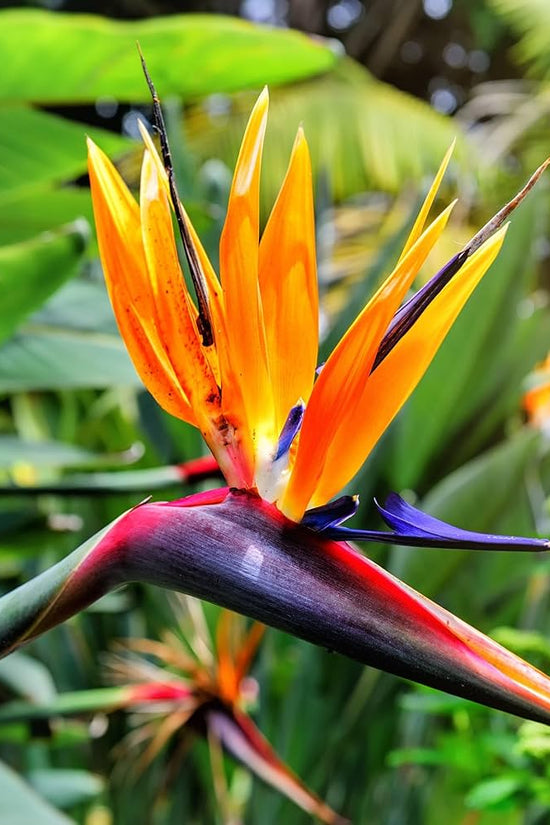 Strelitzia reginae - 'Birds of Paradise'