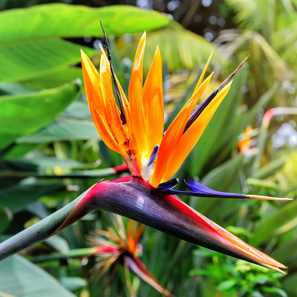 Strelitzia reginae - 'Birds of Paradise'