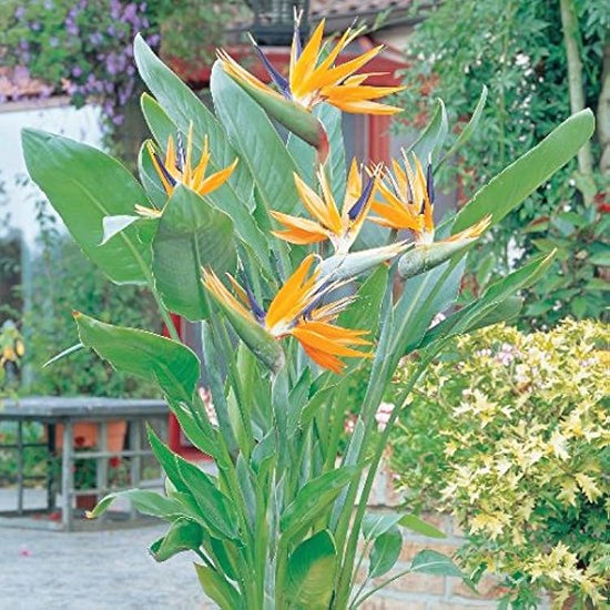 Strelitzia reginae - 'Birds of Paradise'