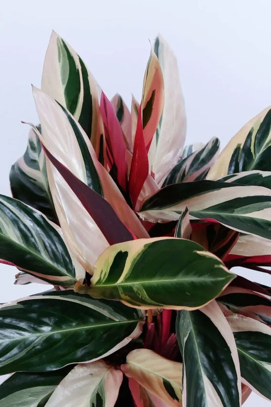 Stromanthe sanguinea - 'Tricolour'