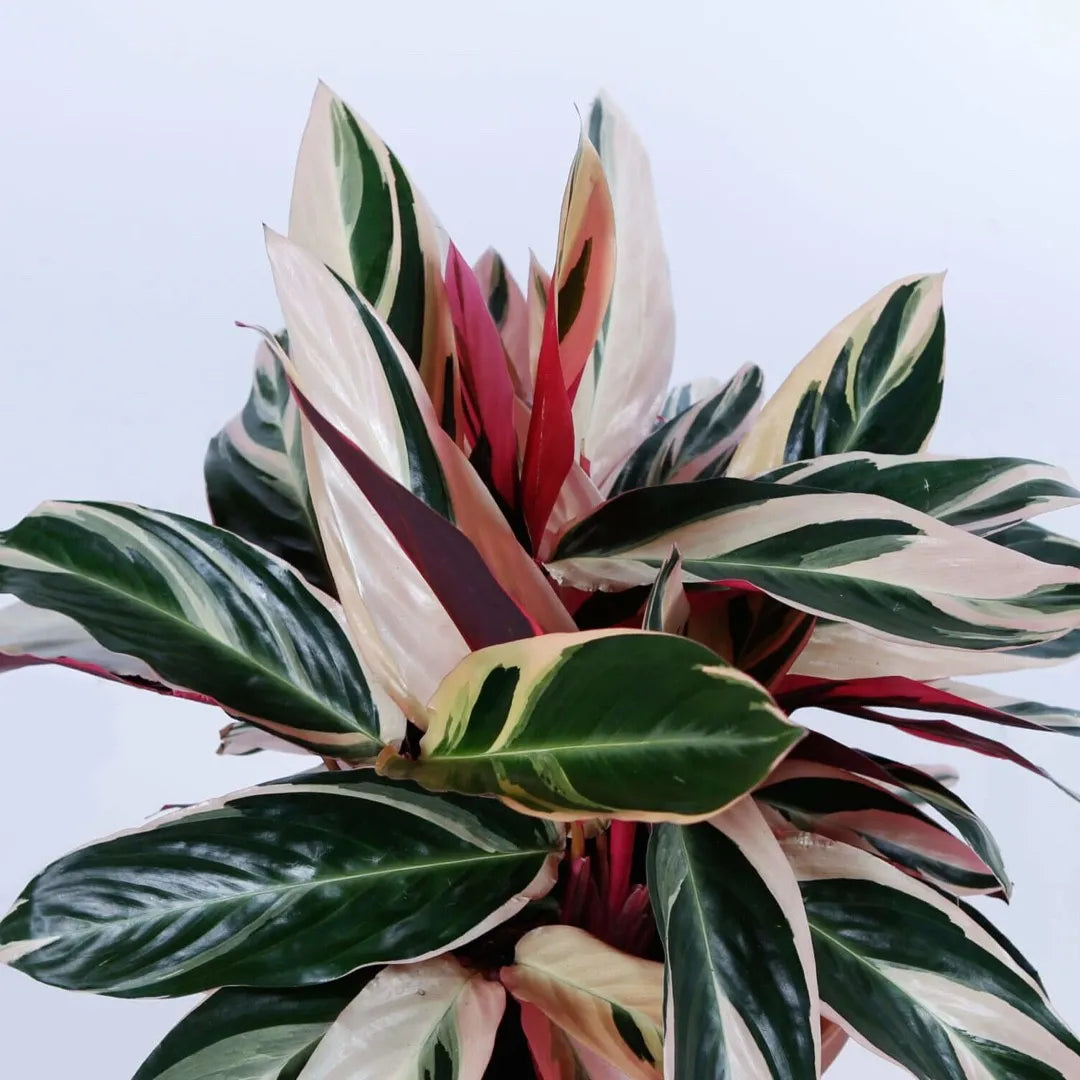 Stromanthe sanguinea - 'Tricolour'