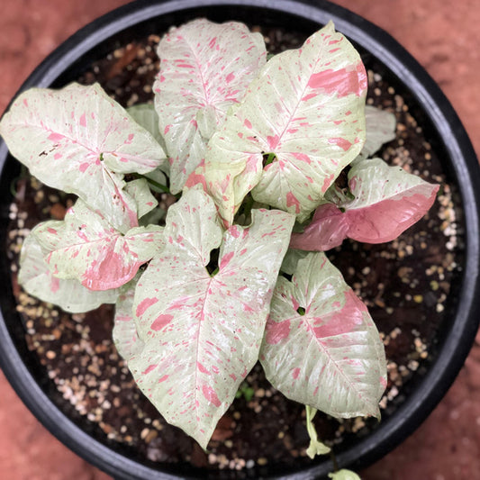 Syngonium podophyllum - 'Confetti'
