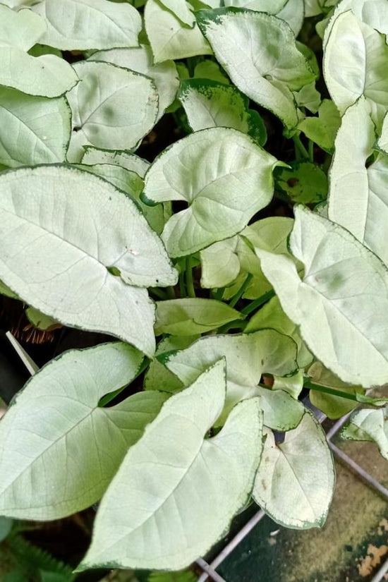 Syngonium podophyllum - 'Silver Pearl'