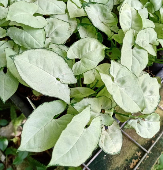 Syngonium podophyllum - 'Silver Pearl'