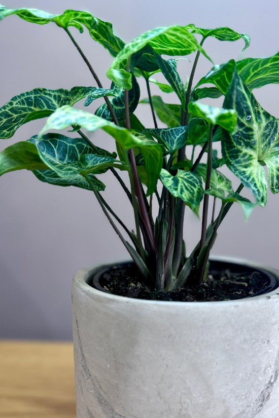 Potted Syngonium podophyllum 'Batik' plant with green leaves in a gray pot on a wooden surface with a gray background