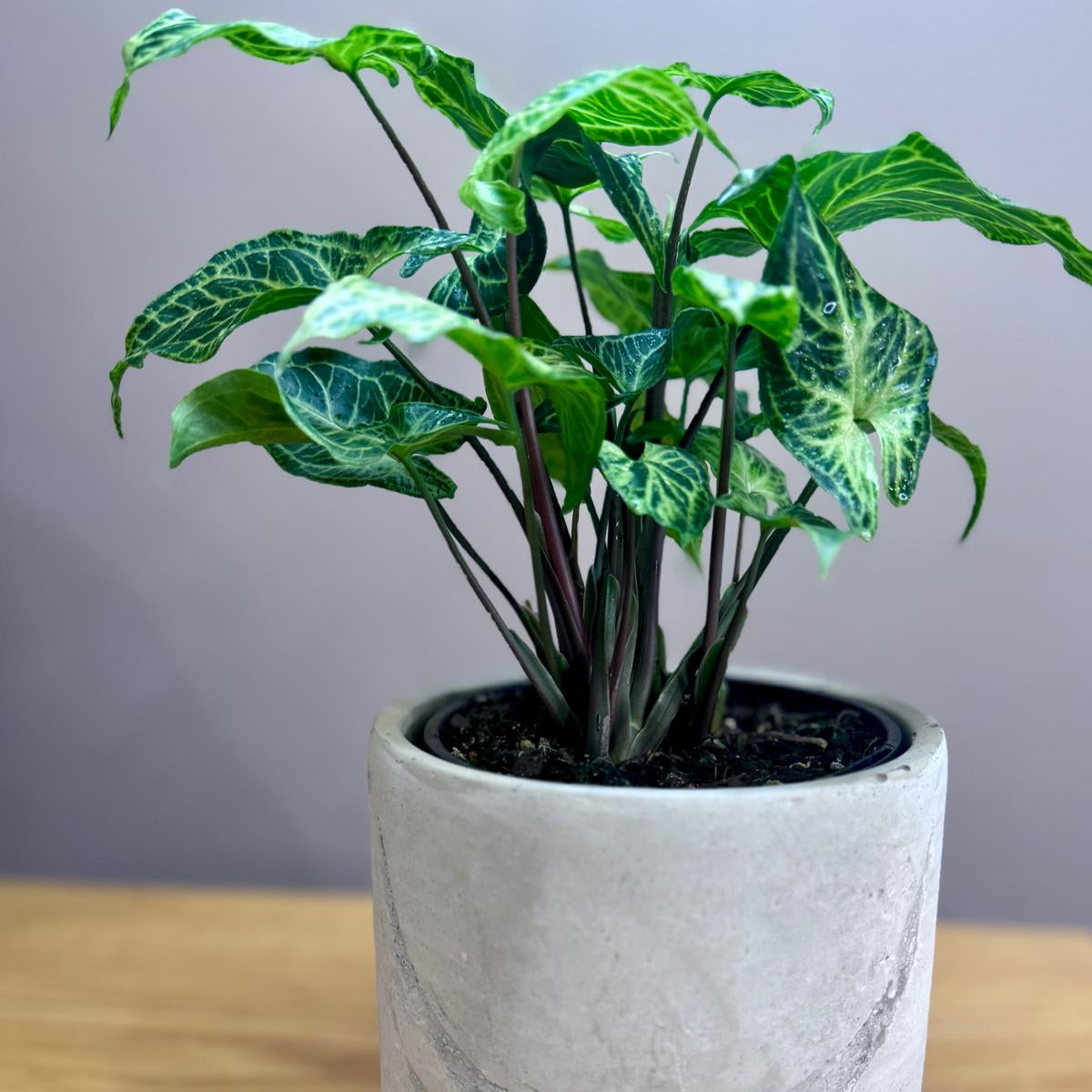 Potted Syngonium podophyllum 'Batik' plant with green leaves in a gray pot on a wooden surface with a gray background