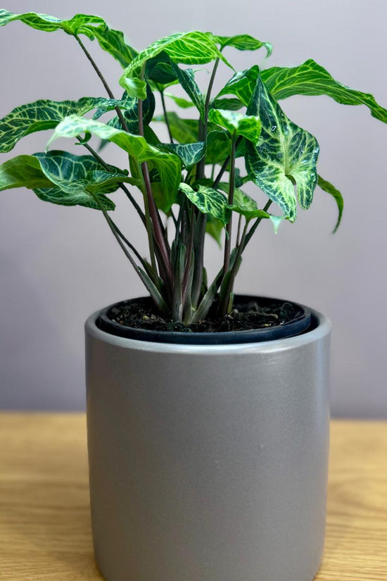 Potted Syngonium podophyllum 'Batik' plant in a gray pot on a wooden surface with a plain background
