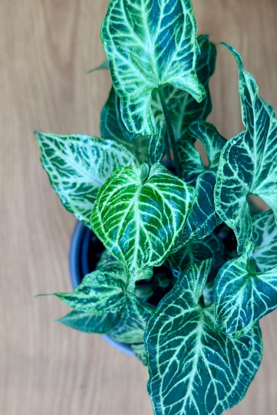 Potted Syngonium podophyllum 'Batik' plant with green and white leaves on a wooden surface