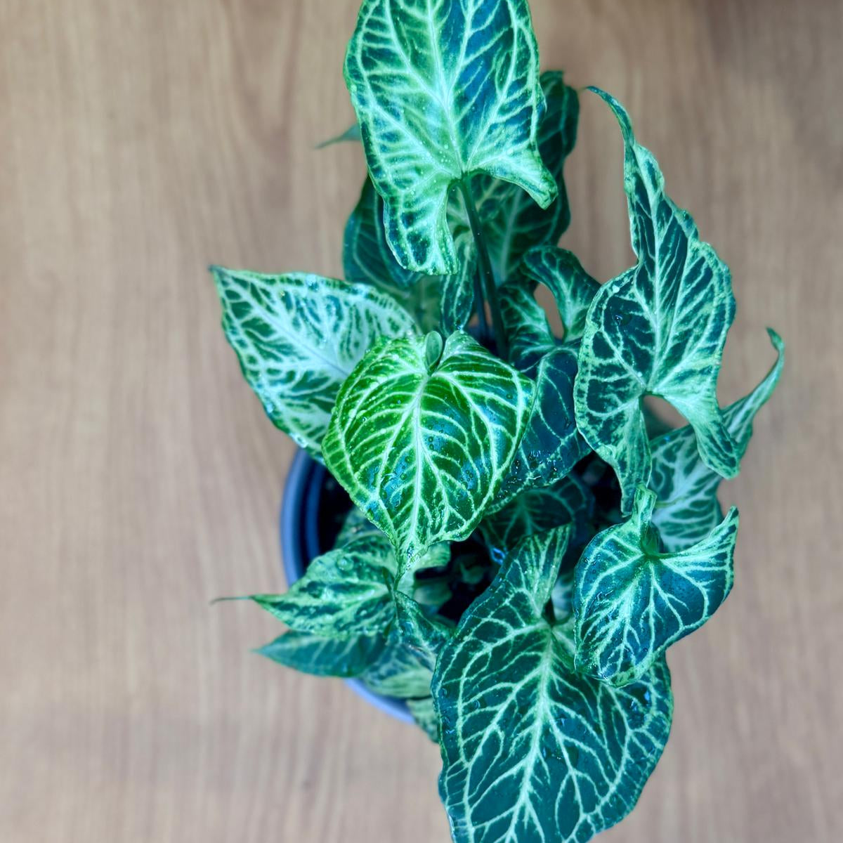 Potted Syngonium podophyllum 'Batik' plant with green and white leaves on a wooden surface