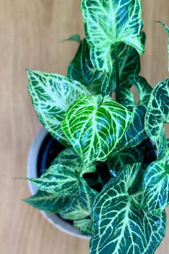 Potted Syngonium podophyllum 'Batik' plant with green and white leaves on a wooden surface