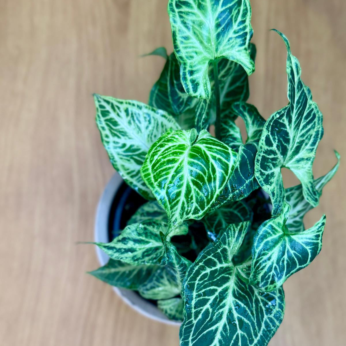 Potted Syngonium podophyllum 'Batik' plant with green and white leaves on a wooden surface