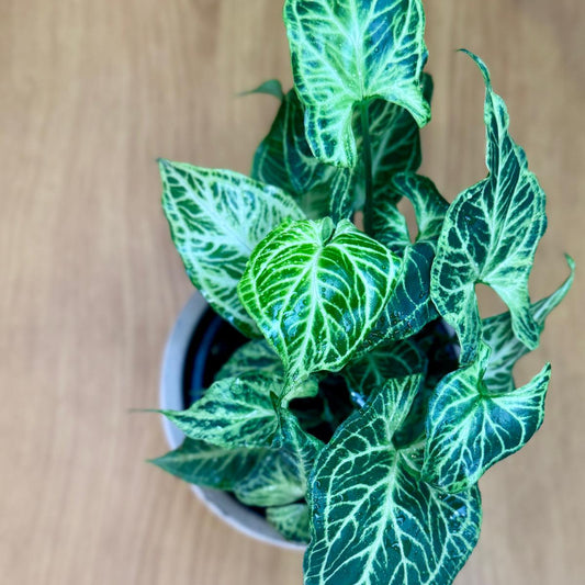 Potted Syngonium podophyllum 'Batik' plant with green and white leaves on a wooden surface