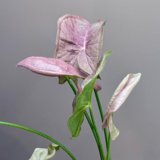 Potted Syngonium podophyllum 'Neon' plant with pink and green leaves on a wooden surface with a gray background