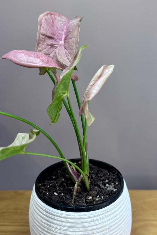 Potted Syngonium podophyllum 'Neon' plant with pink leaves on a wooden surface against a gray background