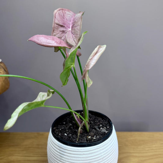 Potted Syngonium podophyllum 'Neon' plant with pink leaves on a wooden surface against a gray background